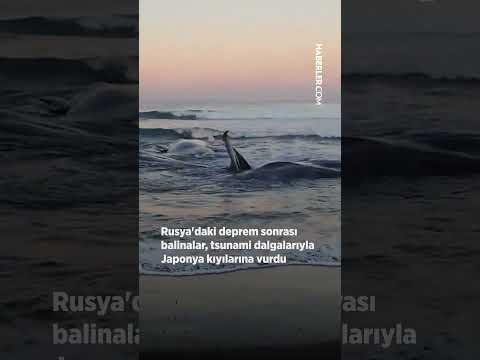 Rusya&#39;da 8,8&#39;lik deprem sonrası balinalar, tsunami dalgalarıyla Japonya kıyılarına vurdu