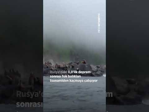 Rusya&#39;daki 8,8&#39;lik deprem sonrası fok balıkları tsunamiden kaçmaya çalışıyor