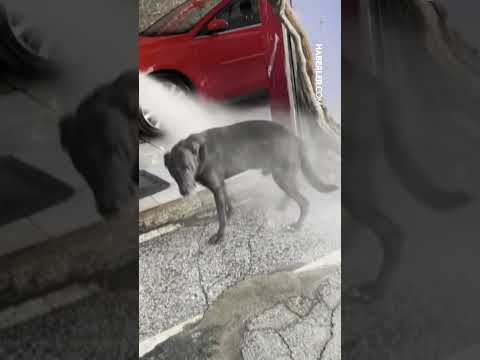 Sıcaktan bunalan köpeğin serinleme yöntemi izleyenleri gülümsetti
